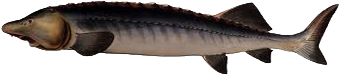 Белуга черноморская
