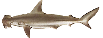 Бронзовая акула-молот