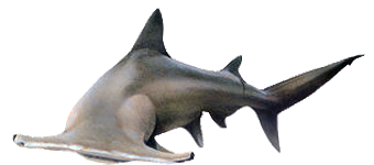 Гигантская акула-молот