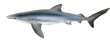 Голубая акула