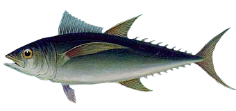 Длиннопёрый тунец или альбакор