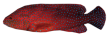 Красный коралловый группер