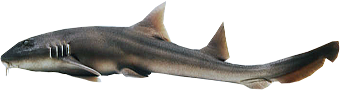 Кошачья акула