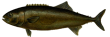 Масляная рыба