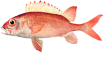 Рыба белка парусная