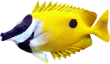 Рыба лиса жёлтая