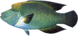 Рыба наполеон или губан