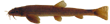 Сибирский голец-усач