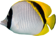 Сомалийская рыба-бабочка