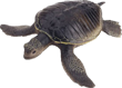 Черепаха каспийская
