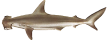 Бронзовая акула-молот